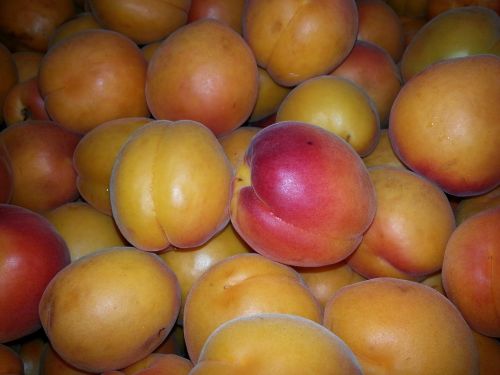 apricots apricot delicious