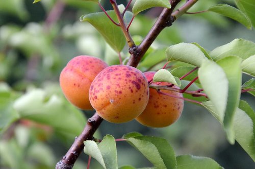 apricots  tree fruit  garden