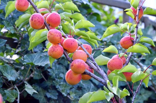 apricots  garden  tree