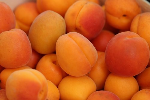 apricots  fresh  nutrition