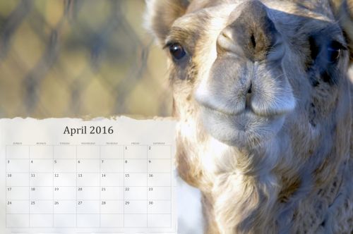 April 2016 Calendar With Camel