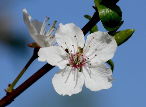 april blossom bloom