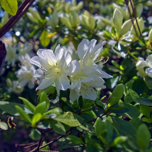 april's white azalea  blossoms  azalea