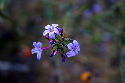 aqil purple plant