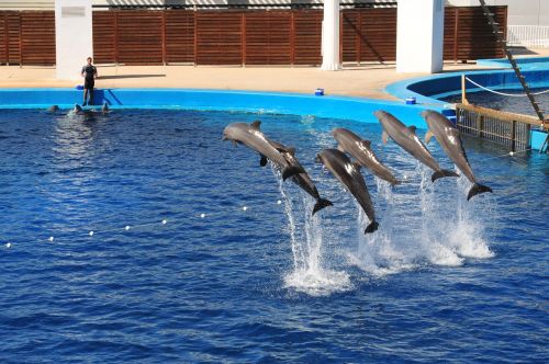 dolphins show aquarium