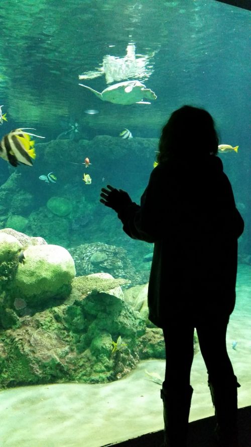 aquarium girl fish