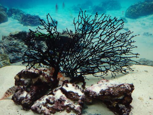 aquarium corals sea