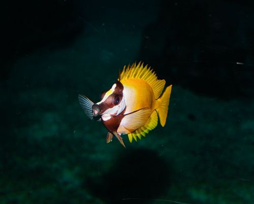 aquarium fish underwater world