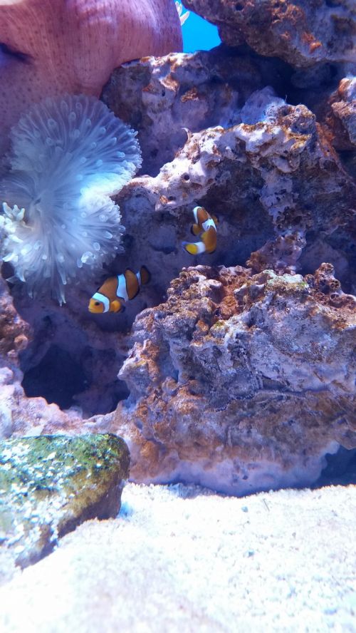 aquarium fish nemo