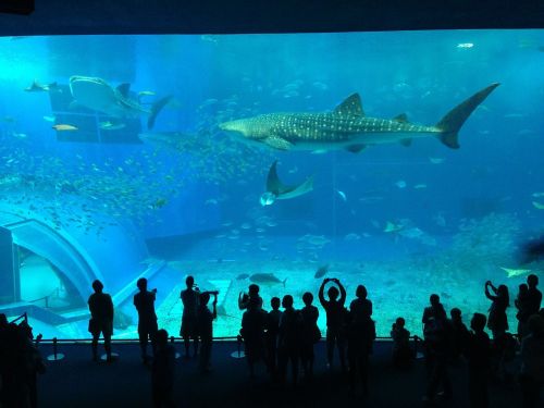 aquarium shark crowd