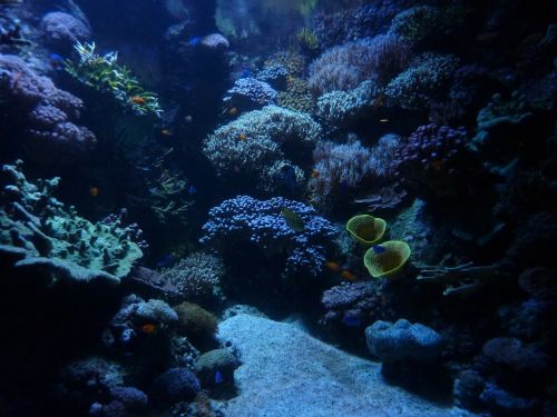 aquarium background marin