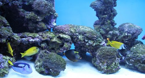 aquarium fish deco