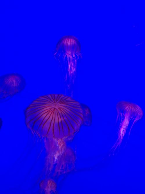 aquarium jellyfish water