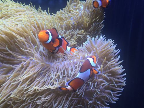aquarium clownfish anemone