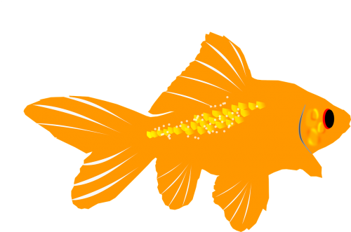 aquarium fish goldfish