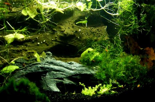 aquarium aquatic plants creature