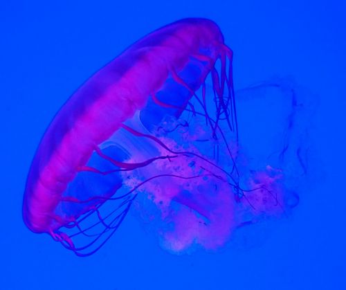 aquarium pink jellyfish