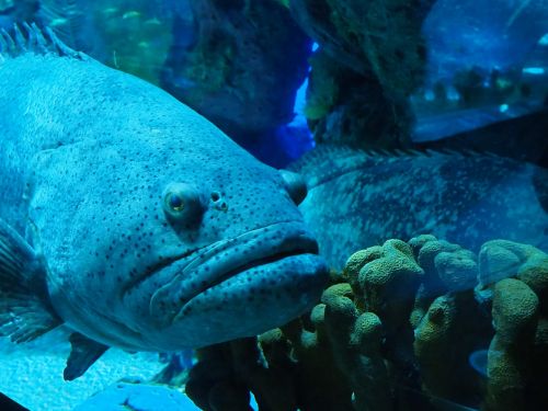 aquarium grumpy fish