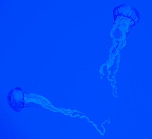 aquarium blue jellyfish