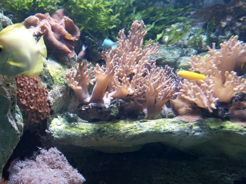 aquarium spain tropical