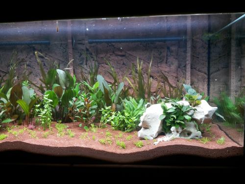 aquarium aquatic plants terrarium