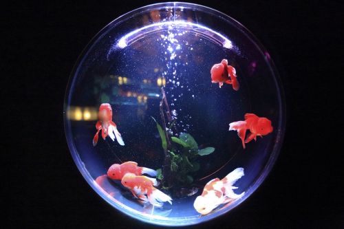 aquarium fish water