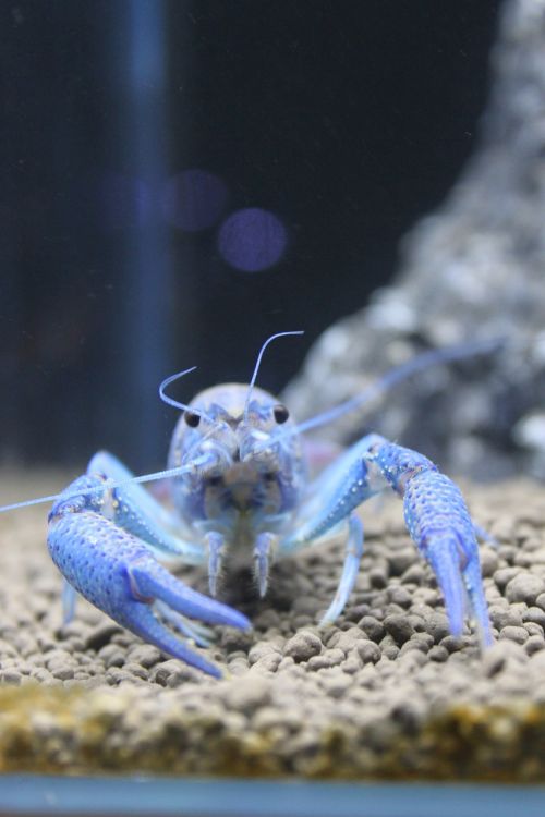 aquarium close-up blue devils shrimp