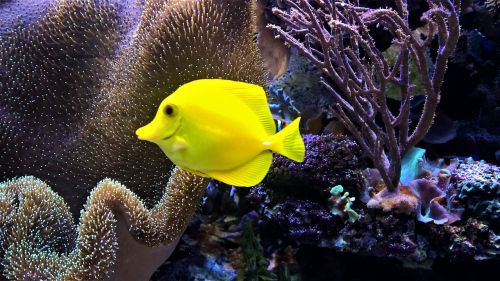 aquarium fish tropical