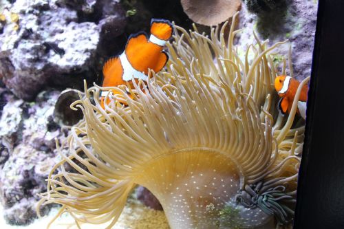 aquarium anemonefish clown fish