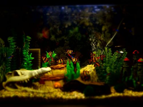 aquarium fish ornamental