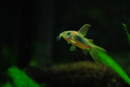 aquarium catfish speckled