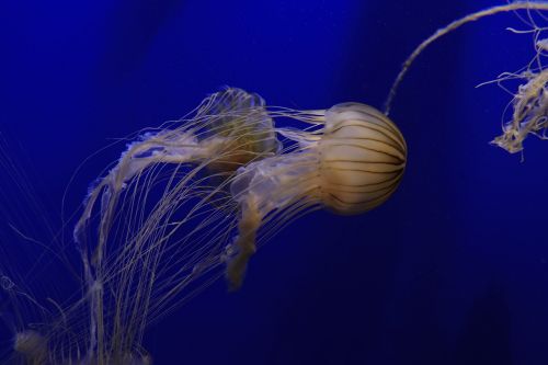 aquarium fish anemone