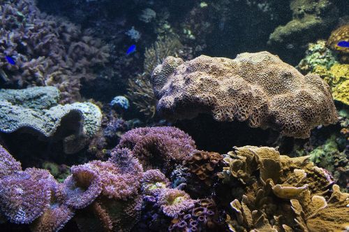 aquarium fish reef