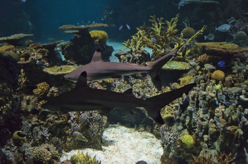 aquarium fish reef