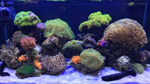 aquarium marine coral