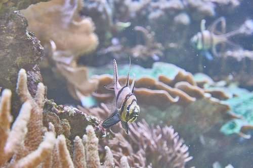 aquarium  sea  fish