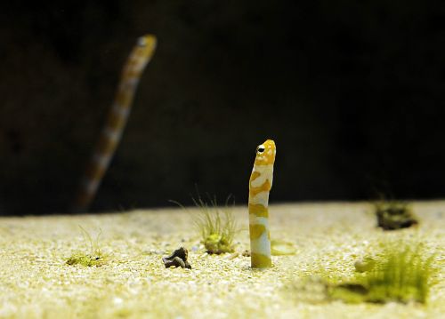 aquarium worm fish
