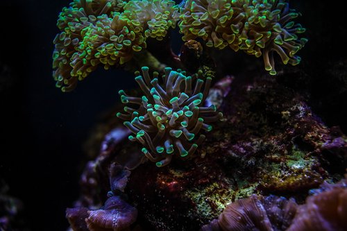 aquarium  coral  underwater