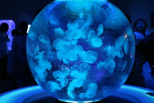 aquarium jellyfish sea