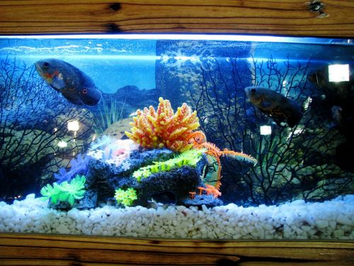 aquarium fish tank fish