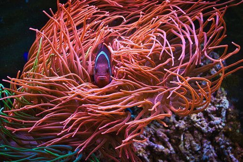 aquarium  coral fish  nemo