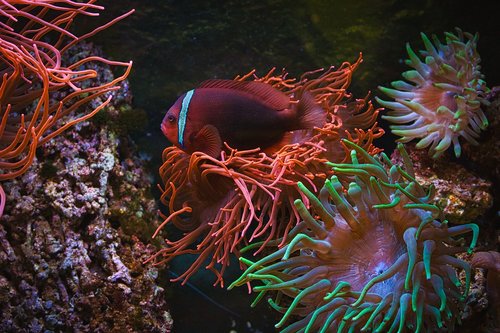aquarium  coral fish  nemo