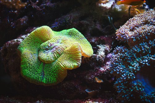 aquarium  coral  nemo