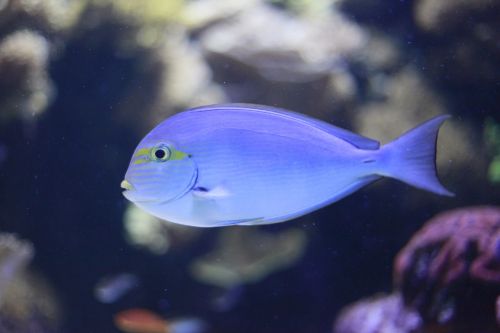 aquarium fish blue