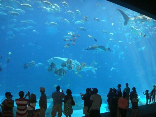 aquarium fish atlanta