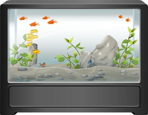 aquarium fish water