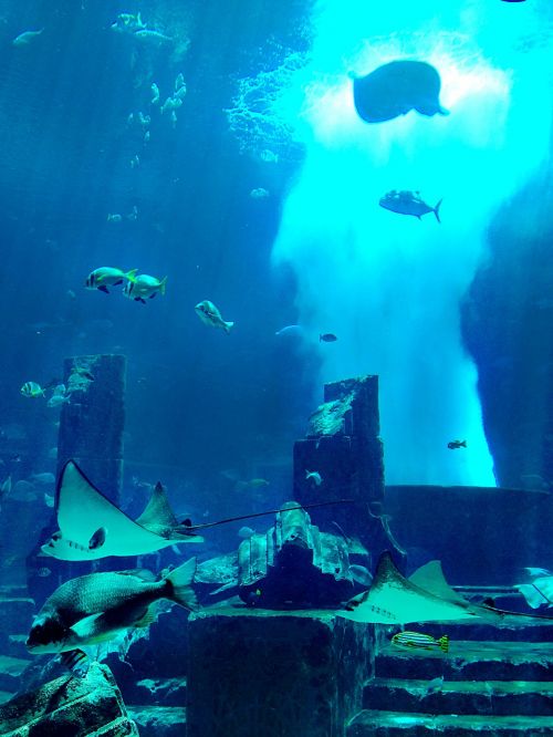aquarium dubai underwater