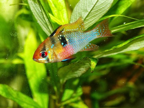 aquarium fish cichlid