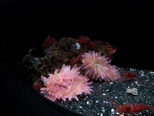aquarium insects shrimp