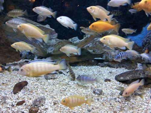 aquarium fish ornamental fish